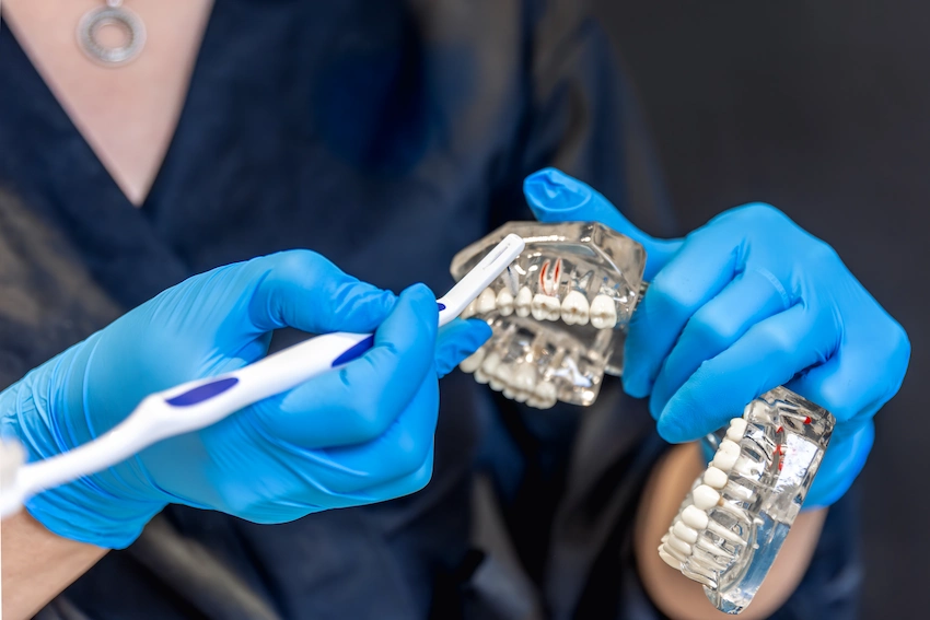 female dentist holding dental model hands concept dentistry dental treatment